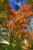 Autumn Borden Road Vertical Fine Art Print