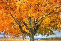 Autumn Yellow Tree And Gunks Fine Art Print