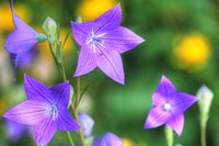 Balloon Flowers Fine Art Print
