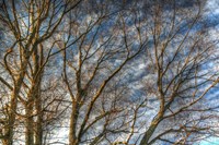 Bare Branches 1 Fine Art Print
