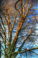 Bare Branches Vertical Fine Art Print