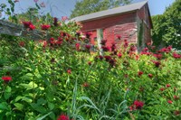 Barn And Minarda 1 Fine Art Print