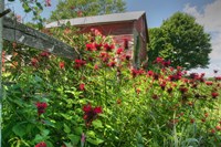Barn And Minarda 2 Fine Art Print