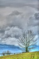 BC Bare Tree Vertical Fine Art Print