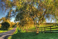 BC Willow Road Fine Art Print