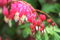 Bleeding Hearts 1 Fine Art Print