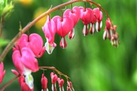 Bleeding Hearts 2 Fine Art Print