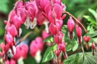 Bleeding Hearts 3 Fine Art Print