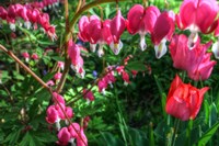 Bleeding Hearts 4 Fine Art Print