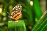 Butterfly 1 Fine Art Print