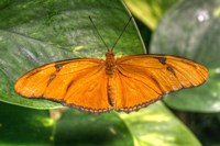 Butterfly 2 Fine Art Print