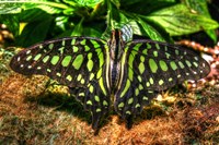 Butterfly 3 Fine Art Print