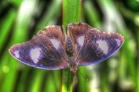 Butterfly 5 Fine Art Print
