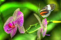 Butterfly 7 Fine Art Print