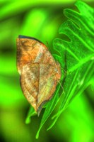 Butterfly 8 Fine Art Print