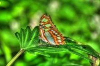 Butterfly 10 Fine Art Print