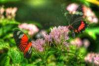 Butterfly 11 Fine Art Print