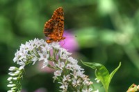 Butterfly 12 Fine Art Print