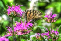 Butterfly 14 Fine Art Print