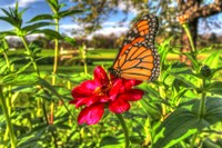 Butterfly 15 Fine Art Print