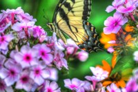 Butterfly 16 Fine Art Print