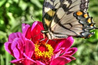 Butterfly 17 Fine Art Print