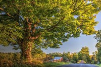 Butterville Road Fine Art Print