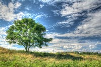 Cornwall Tree Fine Art Print