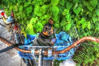 Dog In Basket Fine Art Print
