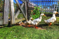 Ducks Escapiing Fine Art Print