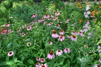 Echinacea Fine Art Print