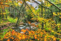 Fall Brook Orange Fo Fine Art Print
