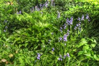 Garden Bluebells Fine Art Print