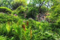 Garden Hillside Fine Art Print