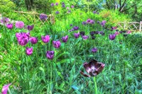 Garden Purple Tulips Fine Art Print