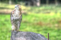 Hawk And Fence Fine Art Print
