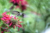 Hummingbird 1 Fine Art Print