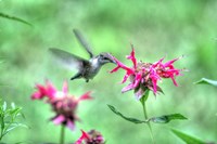 Hummingbird 2 Fine Art Print