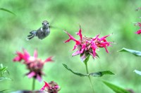 Hummingbird 3 Fine Art Print