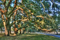 Jeckel Island Treeline Fine Art Print