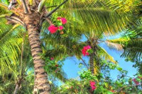 Key West Pink Flowers Palm Fine Art Print