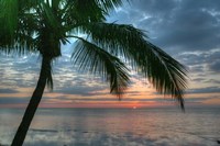 Key West Sunrise One Palm Fine Art Print