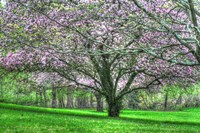 Mauve Blossom Trees Fine Art Print
