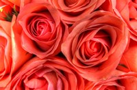 Roses in a Bunch Fine Art Print