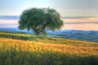 Tuscan Tree Pink Sunset Fine Art Print