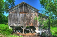 Old Barn and Cows Fine Art Print