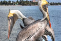 Pelicans Two Fine Art Print