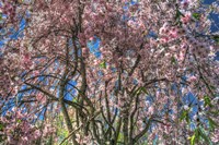 Pink Blossom Trees Fine Art Print