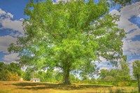 Robibbero Tree Fine Art Print