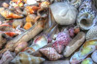 Shells I Fine Art Print